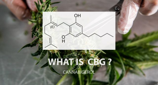 What Is CBG (Cannabigerol)? | CBD Village UK